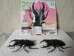 ネイチャーテクニカラー