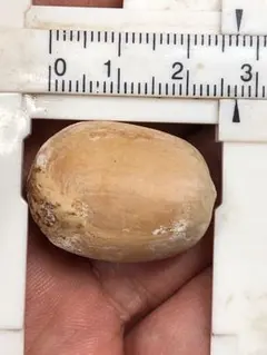 2026年最新】ホリダス エンセファラルトスの人気アイテム - メルカリ