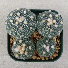 月世界群生 自根 自家繁殖苗 サボテン 多肉植物 - メルカリ
