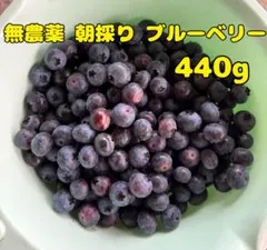 無農薬 朝採り ブルーベリー 本日発送 480gのサムネイル