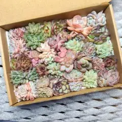 ブラックフライデーセール　箱いっぱいセット②✨多肉植物　エケベリア　寄せ植え!!