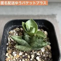 ポット苗　サンセベリア　シリンドリカ　ボンセル【観葉植物】