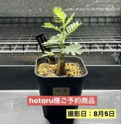 センナメリディオナリス　実生　(鉢ごと発送)　266-3のサムネイル