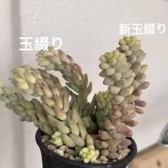 2026年最新】多肉 綴化 セットの人気アイテム - メルカリ