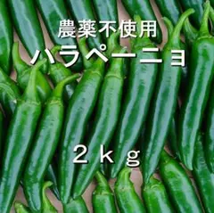 長野県産 おっきなハラペーニョ 2kg以上 - メルカリ