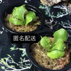 2026年最新】マダガスカリエンセの人気アイテム - メルカリ