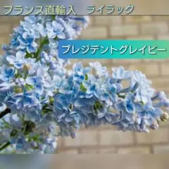 2025年最新】ライラックプレジデントグレイビーの人気アイテム