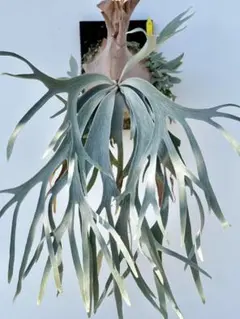 ビカクシダ☆P.willinckii 'Jewel'胞子➀☆ジュエル胞子付胞子葉