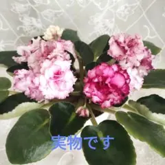 2026年最新】セントポーリア苗の人気アイテム - メルカリ