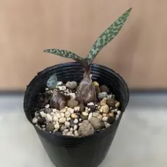 Bucephalandra sp. Variegata Pink 2株 - メルカリ