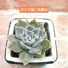 汐ママ様ご依頼分 多肉 エケベリア 星雲 他