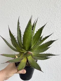 2025年最新】アガベ ホリダの人気アイテム - メルカリ