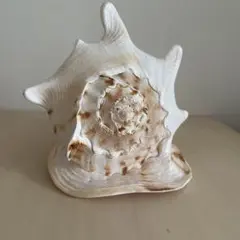 2026年最新】トウカムリの人気アイテム - メルカリ