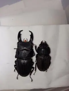 ラスト 規制前採集品 アマミミヤマクワガタ ♂♂♀ - メルカリ