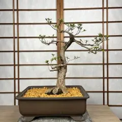 盆栽素材】さつき 盆栽 初冠雪 - メルカリ