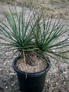 2026年最新】アガベ吹上の人気アイテム - メルカリ