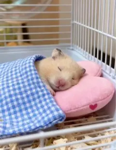 専用