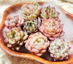 多肉植物 寄せ植え用 韓国苗(土・根付き)8種 o-16