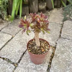 2026年最新】アエオニウムの人気アイテム - メルカリ