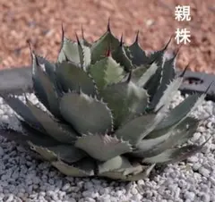 2025年最新】吉祥天 姫の人気アイテム - メルカリ