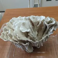 飾りサンゴ 天然サンゴ 水槽装飾 5点セット 45cm~60cm水槽用 - メルカリ