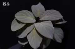 Homalomena\