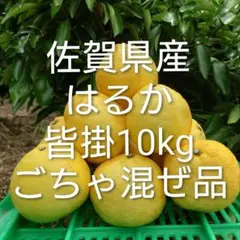 はるかみかん 2L～3L 8キロ - メルカリ