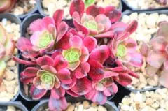多肉植物 ⭐️アエオニウム シャネル⭐️韓国苗育成 抜き苗 d98 - メルカリ