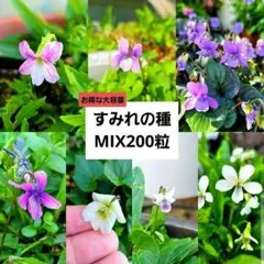 【山野草】すみれの種200粒パック