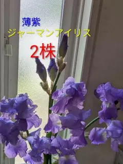 薄紫 ジャーマンアイリス 2株のサムネイル