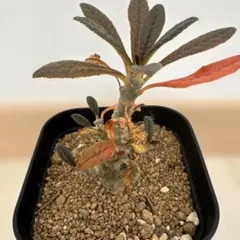 2025年最新】ドルステニア ギガスの人気アイテム - メルカリ