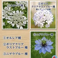 【3種セット】ギリアクリアラストブルー ニゲラ オルレア種各50粒づつ