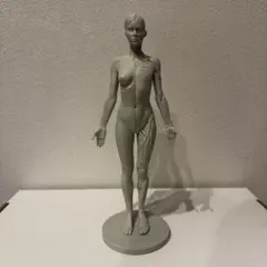 3dtotal Anatomy half-écorché figure 女性