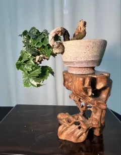 キンズ　根上がり　将来化けます キンズ 根上がり 将来化けます - メルカリ