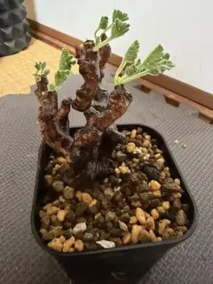 2025年最新】ペラルゴニウム ミラビレの人気アイテム - メルカリ