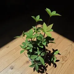페페로미아 페톨라타 오너먼트