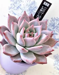 2025年最新】中里リンゼアナの人気アイテム - メルカリ