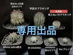 2026年最新】関上ホリダの人気アイテム - メルカリ