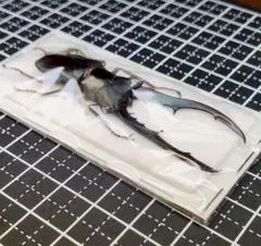 2025年最新】メタリフェルホソアカクワガタ標本の人気アイテム