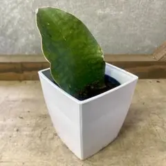 2025年最新】サンセベリアドラゴンの人気アイテム - メルカリ