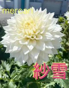 すみれ様 リクエスト 2点 まとめ商品