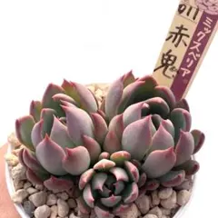 N*y様 【極上苗】ミックスベリア 赤鬼 多肉植物 おらいさん 自家繁殖苗
