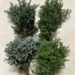 nono-comichiさん用 ヒムロスギ　ブルーバード　セット