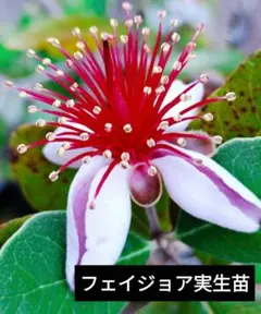 【フェイジョア】実生苗1本