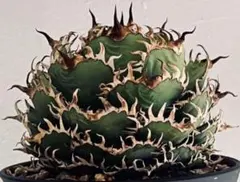 2025年最新】フィリグリー アガベの人気アイテム - メルカリ