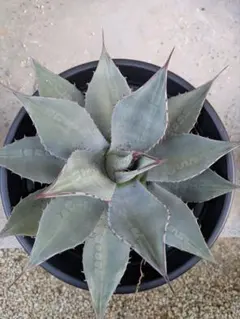 アガベ モンタナ【10/31〆】 2026年最新】アガベモンタナの人気アイテム - メルカリ