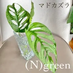 ◇マドカズラのサムネイル