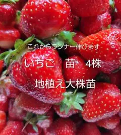 四季なり いちご苗【デリーズ苗】（Delizz）送料込み - メルカリ
