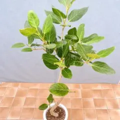 希少種❗フィカス・ジョイハート曲‼️ゴムの木観葉植物！幹太高さ115◎！樹形綺麗 希少種❗フィカス・ジョイハート曲‼️ゴムの木観葉植物！幹太高さ115