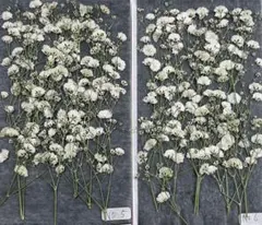 Item thumbnail for item 034d08c5-32a7-473c-b56b-2f4f4b4547a6